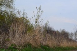 Весенние травы Аэлита Алтайская - Художники