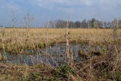 Таяние снегов Аэлита Алтайская - Художники