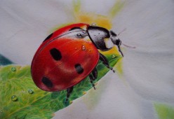 "БОЖЬЯ КОРОВКА" выполнено цветными карандашами Нина Валко - Художники